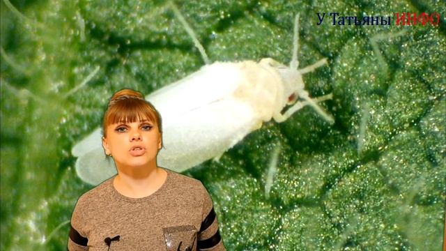 ЛИСТЬЯ ОГУРЦОВ ЖЕЛТЕЮТ? Сейчас выясним! смотреть онлайн