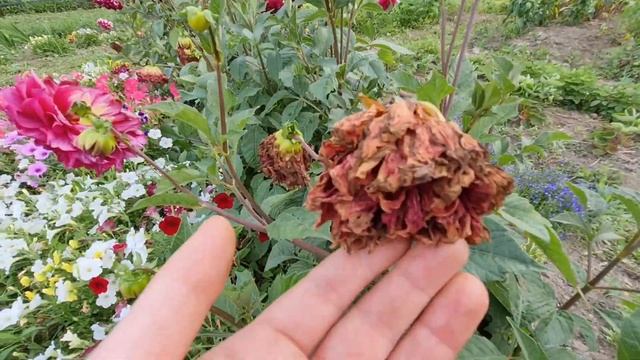 ДАЧА, ЖАРА +33, УРОЖАЙ ПРОПАДАЕТ, МЫ В ШОКЕ смотреть онлайн