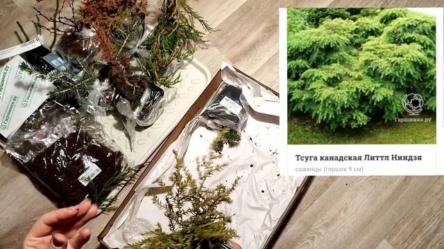 Распаковка посылки из Гаршинки 2023. Прострелы, туя, пихта и др. ? смотреть онлайн
