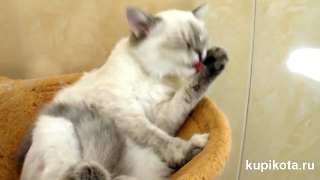 Невская маскарадная кошка - породы кошек смотреть онлайн