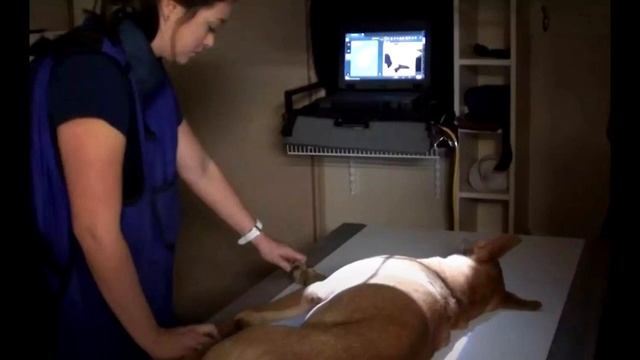 В приюте решили усыпить собаку со сломанной лапой. Но за 5 минут до процедуры произошло невероятное смотреть онлайн