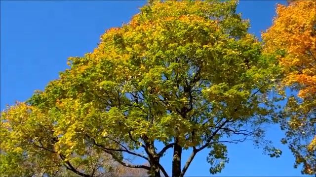 A Gigantic Leaf from Norway Maple (Acer Platanoides) Was Found in Pleasantville, New York смотреть онлайн