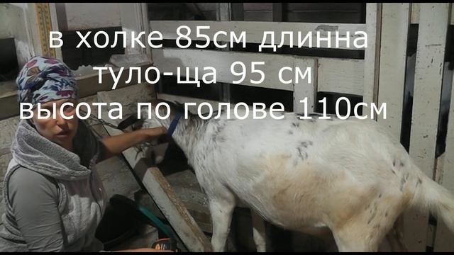 ОБЗОР удойной козы на продажу смотреть онлайн