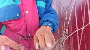 Обрезка актинидии.