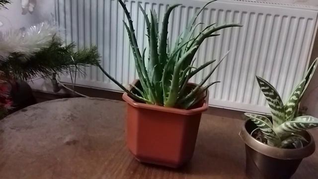Алоэ - домашний доктор! Целебный красавчик в доме! смотреть онлайн