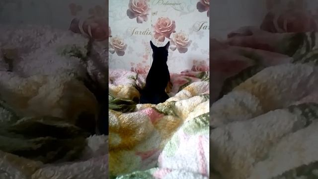 Чихуахуа кашляет!) Chihuahua coughs!) смотреть онлайн