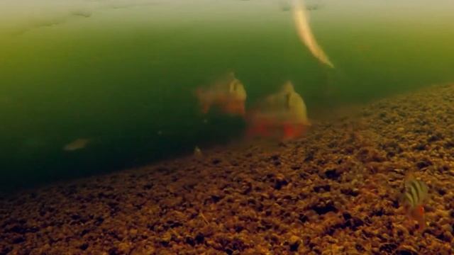 ЛУЧШАЯ ПРИМАНКА НА ОКУНЯ И ЩУКУ ЗИМОЙ,ЗИМНЯЯ РЫБАЛКА ДЛЯ НАЧИНАЮЩИХ,ЛОВЛЯ ОКУНЯ ЗИМОЙ,зимняя рыбалк смотреть онлайн