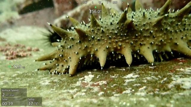 Трепанг  дальневосточный. Природоохранный статус: Исчезающие (Сокращается) Энциклопедия жизни.