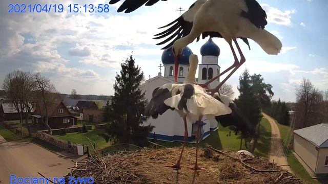 Один день из жизни аистов брачные игры первое яйцо. смотреть онлайн