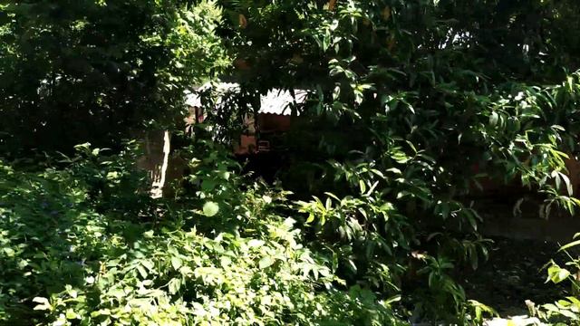 5сот. ИЖС в Сочи, Дагомыс. Волковка, недорого. смотреть онлайн