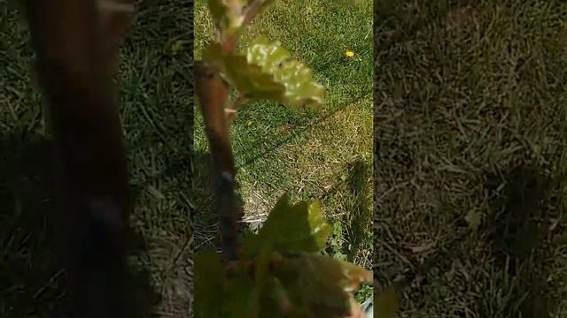 Маркет та Фронтіньяк Грі (виноград для вина) смотреть онлайн