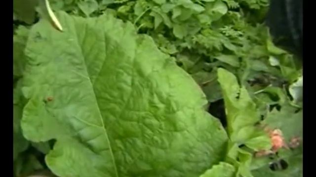 Лечим тяжелые болезни и онкологию травами с Еленой Фёдоровной Зайцевой часть 4 смотреть онлайн