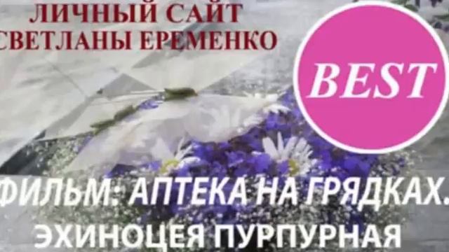 Эхиноцея пурпурная смотреть онлайн
