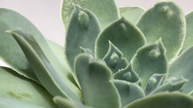 Echeveria ‘Heart Signal’ смотреть онлайн