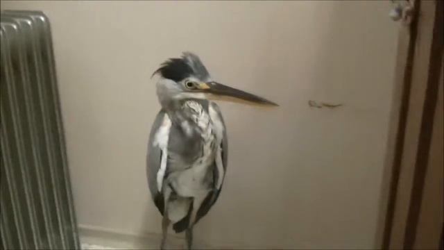 Лечение серой цапли в ветклинике Бемби. смотреть онлайн