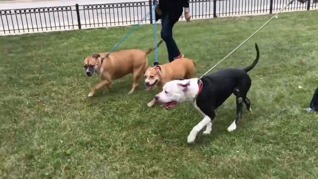 Simba (A168000), Nala (A168001) & Smokey (A170178) Leash Test смотреть онлайн