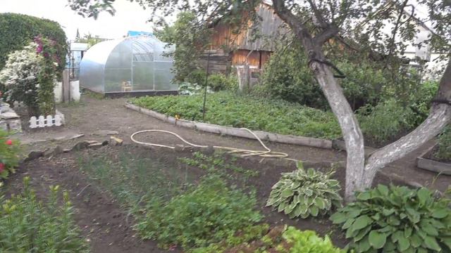 Прогулка по Саду . Лето июнь 2020. Цветение клематисов потрясающее зрелище. Не Могу. смотреть онлайн