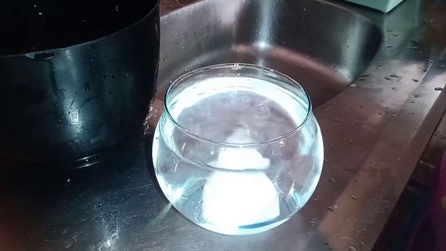 🌿🌱 CULTIVANDO IMBÉ NA ÁGUA 🌱🌿 смотреть онлайн