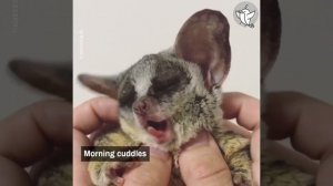 Галаго - самый мимишный питомец в мире