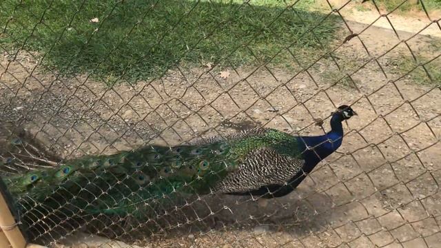 Отдых в СОЧИ / Дендрарий????? смотреть онлайн