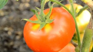 Томат Взрыв
