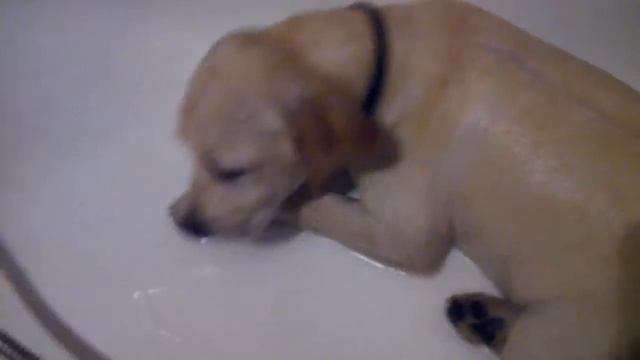 лабрадор щенок 6 месяц смотреть онлайн