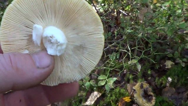 Сыроежки смотреть онлайн