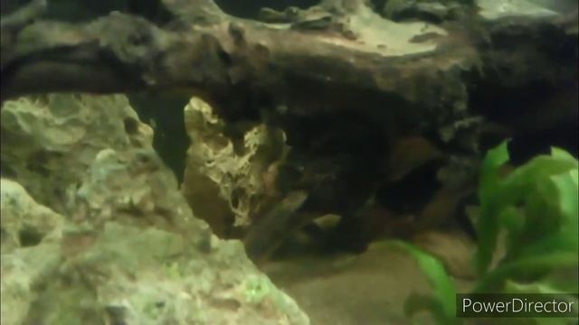 Домашний аквариум с цихлидами и сомами на 112 литров | Fishtank With Cichlid & Catfish 30 Gallon