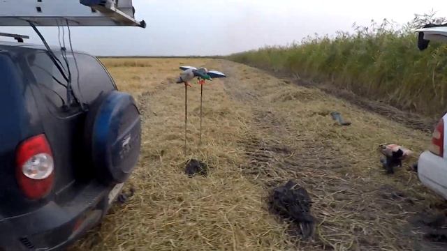 Охота на фазана Абинский район 2020 смотреть онлайн