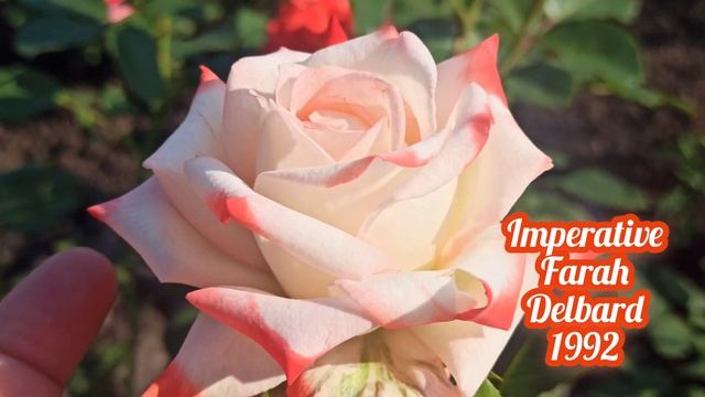 Роза Imperatrice Farah Delbard 1992г??????????????чайно-гибридная роза биколор смотреть онлайн