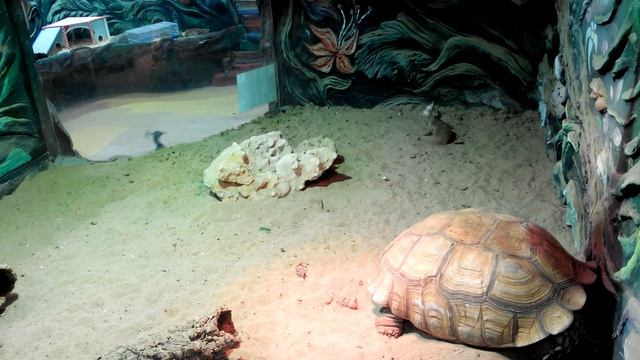 Сурикаты. Питание. смотреть онлайн