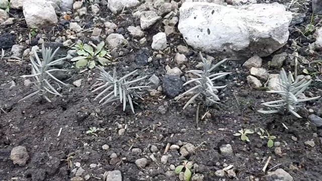 Январь. Лаванда на улице и в домашних условиях. смотреть онлайн