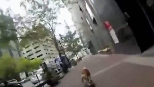 Коты под валерьянкой пытаются разговаривать. смотреть онлайн