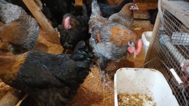 Мараны зимой, супер птица смотреть онлайн
