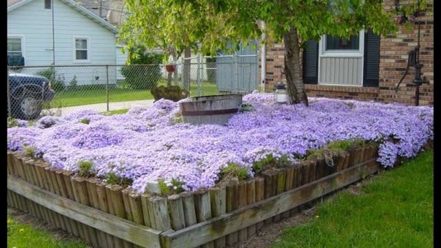 Многолетнее растение - Флокс растопыренный. смотреть онлайн