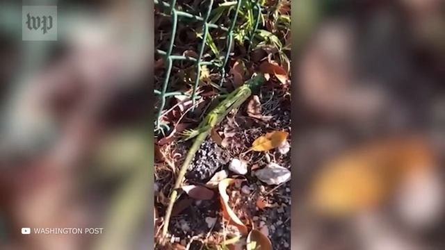 Случаи, Когда Животные Упали с Неба смотреть онлайн