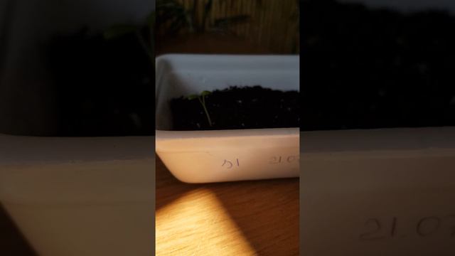 Всходы герани смотреть онлайн