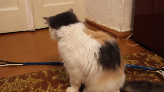 Простуда у кошки, кошка приболела и чихает смотреть онлайн