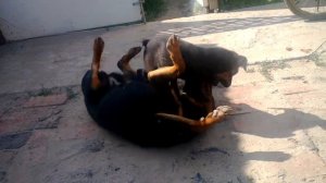 Собачьи бои 2