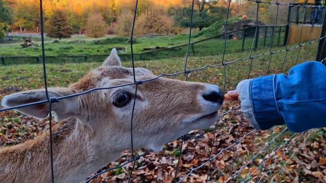 Tierpark / Deutschland / Bielefeld - Olderdissen смотреть онлайн
