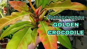Филодендрон Golden Crocodile Золотой крокодил. Перевалка в новый горшок. Подробно о его особенностях