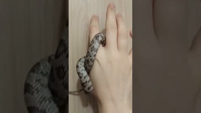 Tsunade? #рекомендации #змея #reels #рептилии #snake #animal #reptile #эублефар #рептилия #pet смотреть онлайн