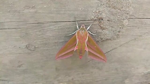 Бабочка - Бражник Винный! смотреть онлайн