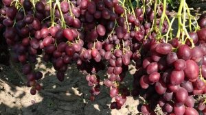 ВИНОГРАД РОМИНА 2020г