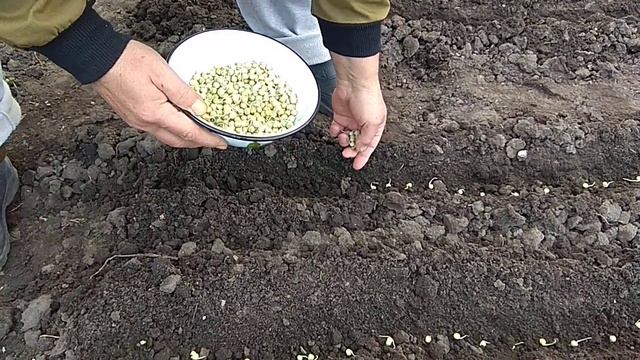 23.04.2021. Посев гороха пророщенными семенами. смотреть онлайн