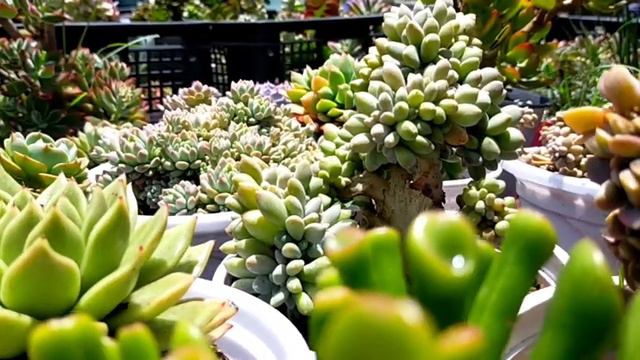 58/100  Shrek's Ears Horseshoe Succulent | Crassula Ovata Gollum Jade • A Cultivar Of Jade Plant