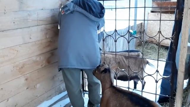 Просто отдыхаем, ничего не делаем, наслаждаемся общением с животными смотреть онлайн