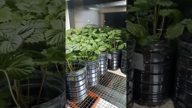 Как вырастить землянику на окне сорт "Руяна" и "Али-Баба" Часть 2 Посев 11.2022, снято видео 02.202 смотреть онлайн