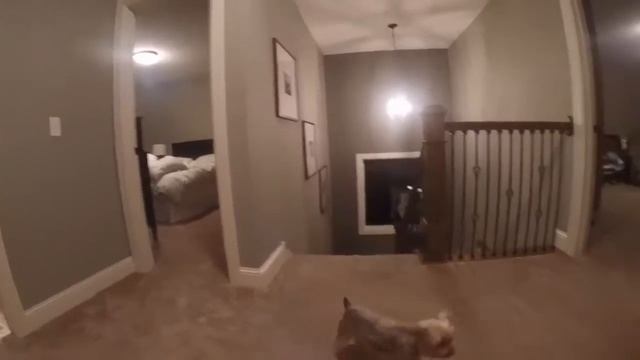 Игра в прятки  камера на голове ребенка)