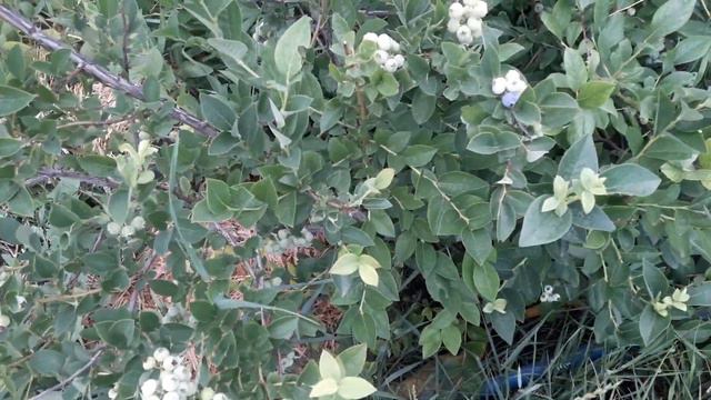 ИТОГ ОБРАБОТКИ ГОЛУБИКИ И КРЫЖОВНИКА МИКРОЭЛЕМЕНТАМИ смотреть онлайн